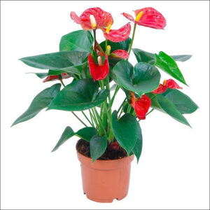 Yoidentity Anthurium (Red)