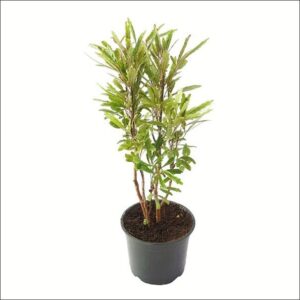 Yoidentity Aralia Plant (Black)