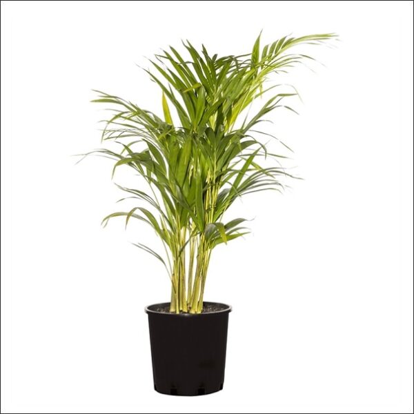 Yoidentity Areca Palm Plant Medium