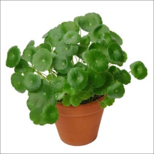 Yoidentity Brahmi Plant