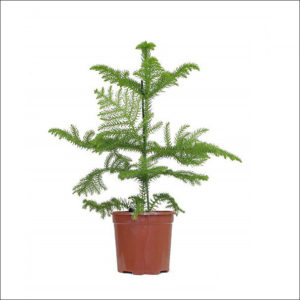 Yoidentity Christmas Tree Plant