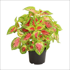 Yoidentity Coleus (Green Pink)