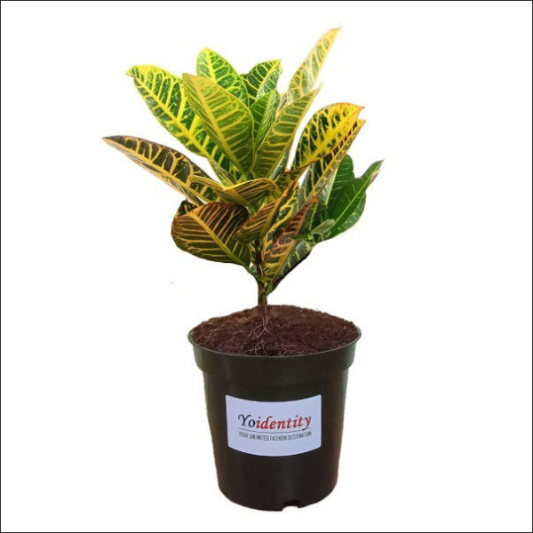 Yoidentity Croton Petra (Green)