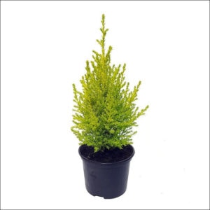 Yoidentity Cypress Plant (Golden)