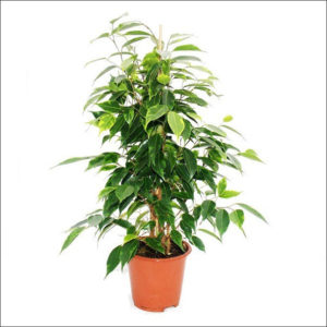 Yoidentity Ficus (Golden & Green)