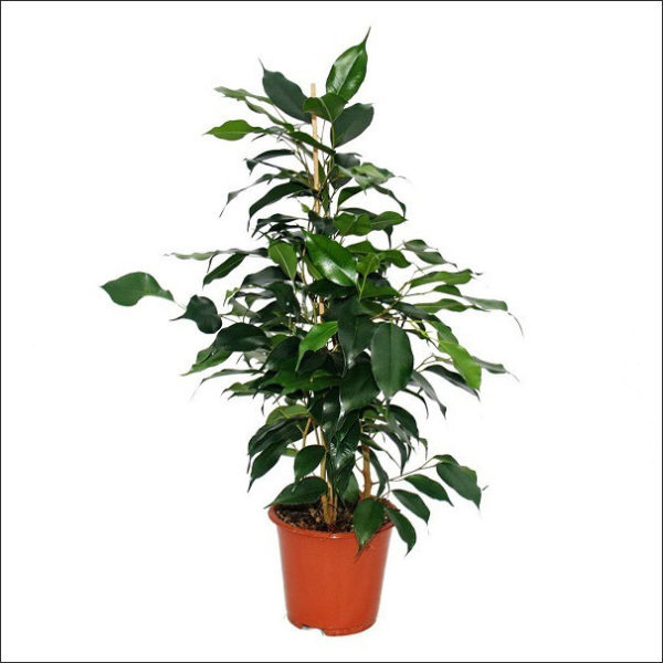 Yoidentity Ficus Plant (Green)