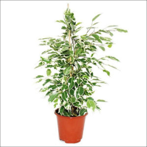 Yoidentity Ficus (White & Green)