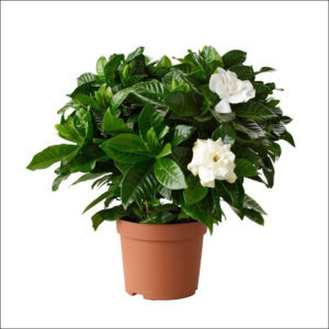 Yoidentity Gardenia Plant