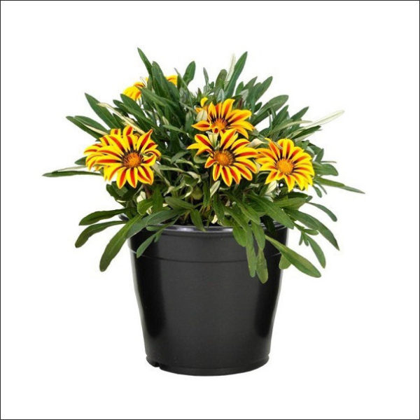 Yoidentity Gazania (Yellow & Orange)