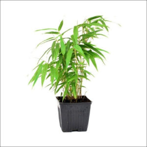 Yoidentity Golden Bamboo Plant