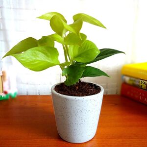 Yoidentity Golden Money Plant Gift