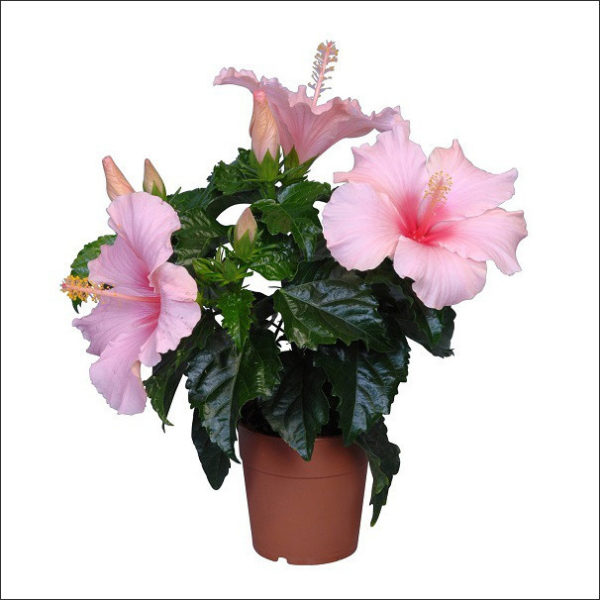 Yoidentity Hibiscus (Light Pink)