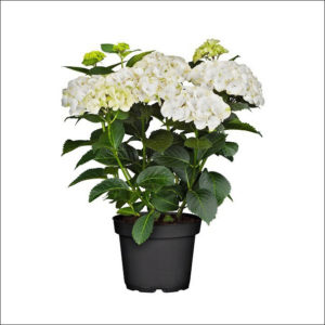 Yoidentity Hydrangea Plant (White)