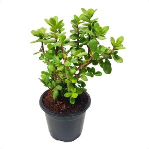 Yoidentity Jade Plant Image