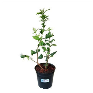 Yoidentity Jasmine Plant (Mogra)