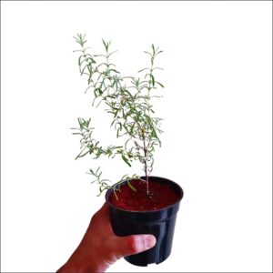 Yoidentity Lavender Herb Plant