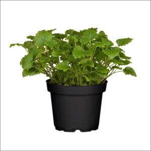 Yoidentity Lemon Balm Plant