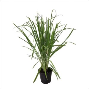 Yoidentity Lemon Grass Plant