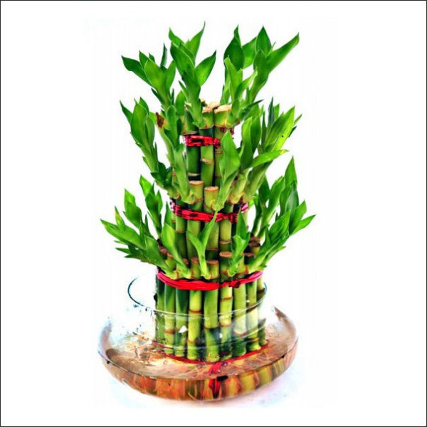 Yoidentity Lucky Bamboo (3 Layer)