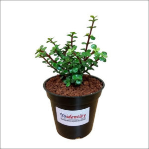 Yoidentity Lucky Jade Plant