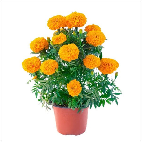 Yoidentity Marigold Plant (Orange)