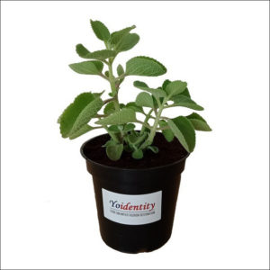 Yoidentity Mexican mint, Patharchur, Ajwain Plant