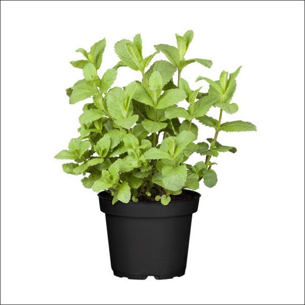 Yoidentity Mint Plant (Pudina)