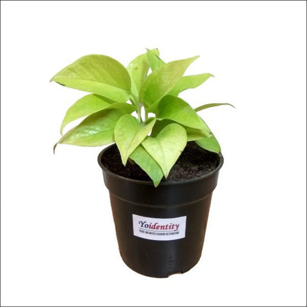 Yoidentity Money Plant Golden