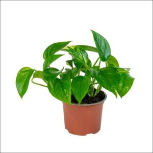 Yoidentity Money Plant Variegated Online Bangalore