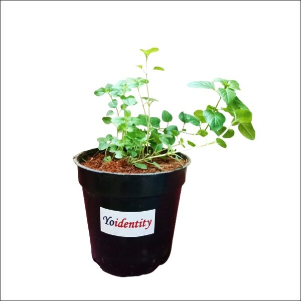 Yoidentity Oregano Plant