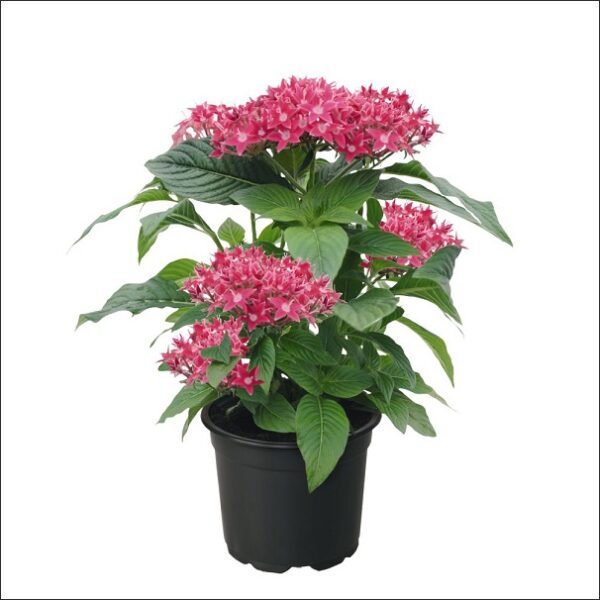 Yoidentity Pentas Plant Pink