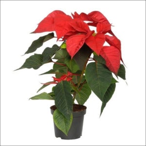 Yoidentity Poinsettia Plant (Red)