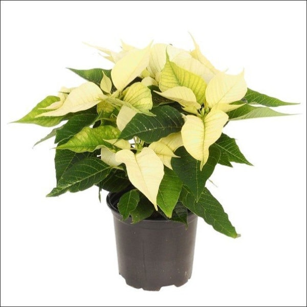 Yoidentity Poinsettia Plant (White)