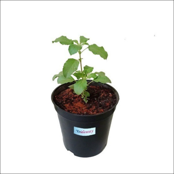 Yoidentity Rama Tulsi, Tulsi Plant (Green)