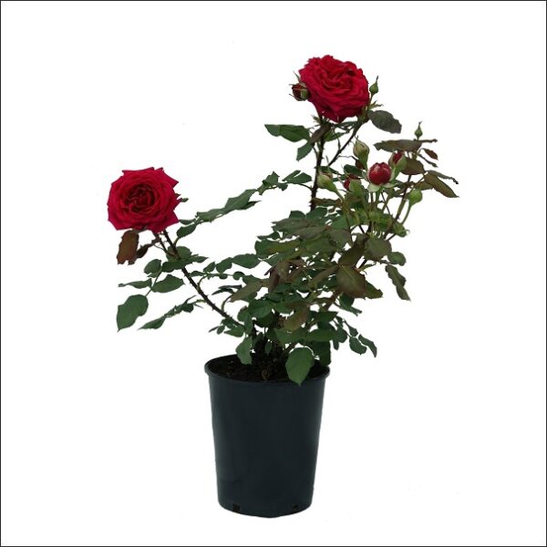 Yoidentity Rose Plant Red