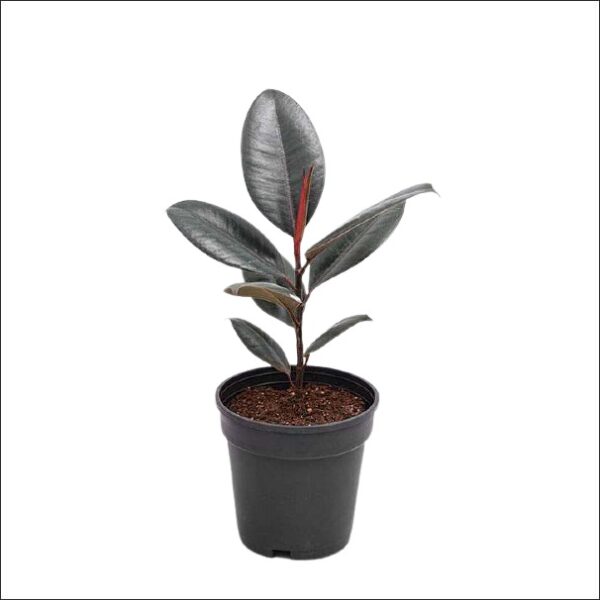 Yoidentity Rubber Plant Burgundy