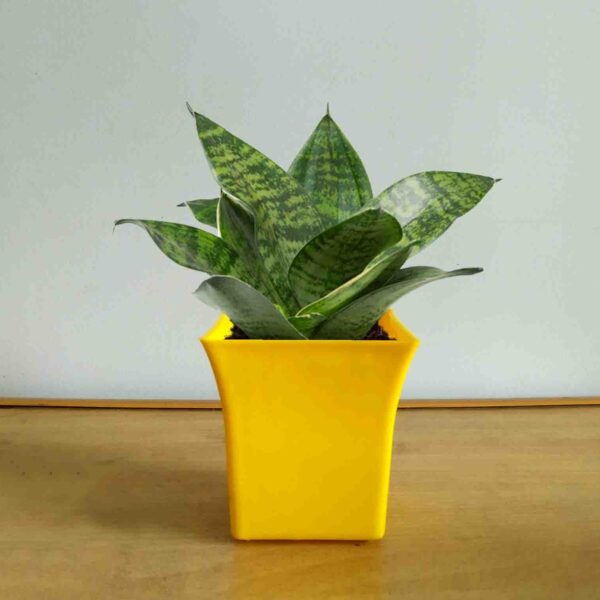 Yoidentity Snakeplant Green Gift