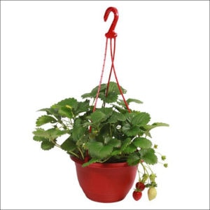 Yoidentity Strawberry Hanging Plant