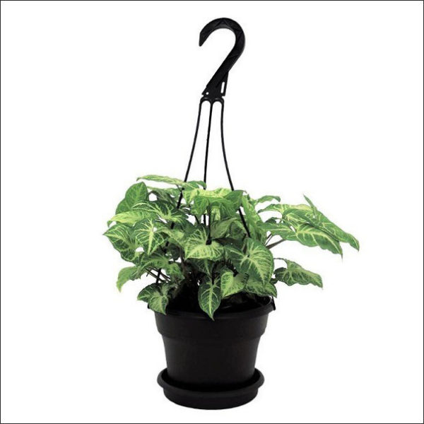 Yoidentity Syngonium Hanging Plant