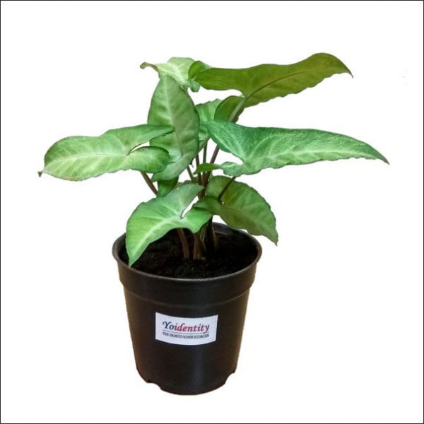 Yoidentity Syngonium (White)