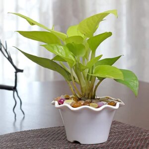 Yoidentity Money Plant Golden Gift