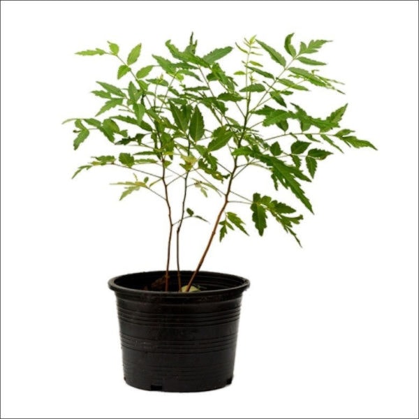 Yoidentity Neem Tree Plant