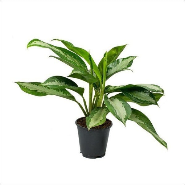 Yoidentity Aglaonema Diamond Bay Chinese Evergreen Plant