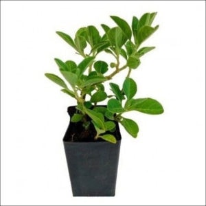 Yoidentity Ashwagandha Plant, Withania Somnifera