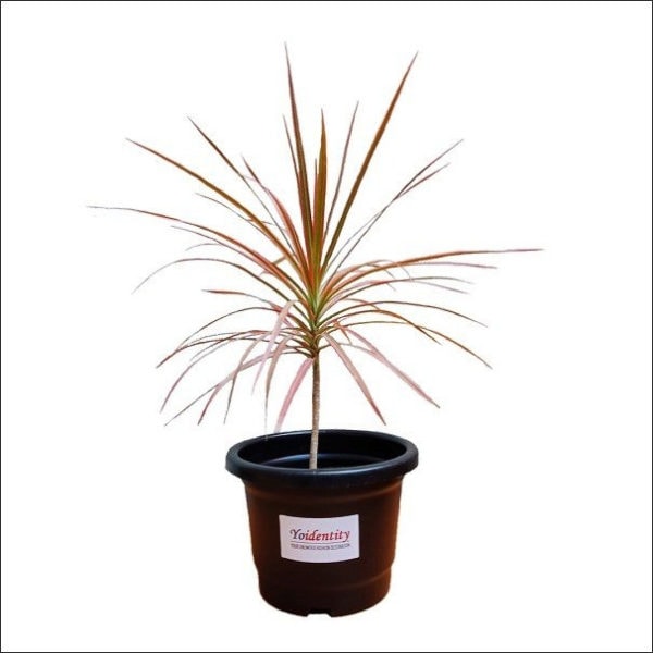 Yoidentity Dracaena Marginata, Dracaena Colorama (Red) Plant