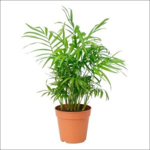 Yoidentity Chamaedorea, Bamboo Palm Plant