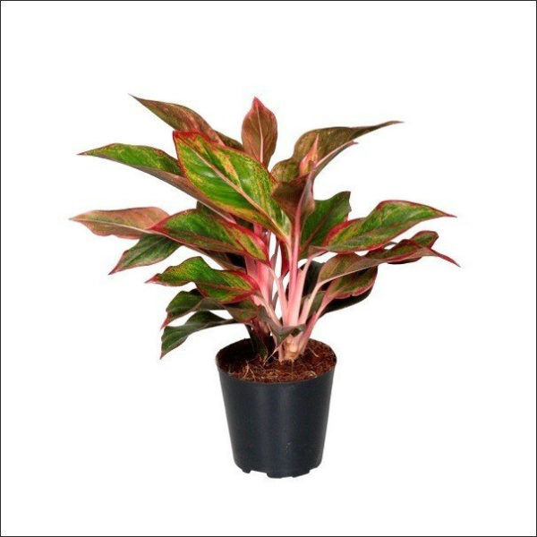 Yoidentity Aglaonema siam aurora, Aglaonema lipstick Plant