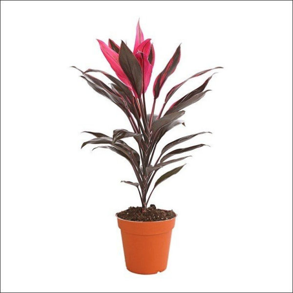 Yoidentity Cordyline Terminalis