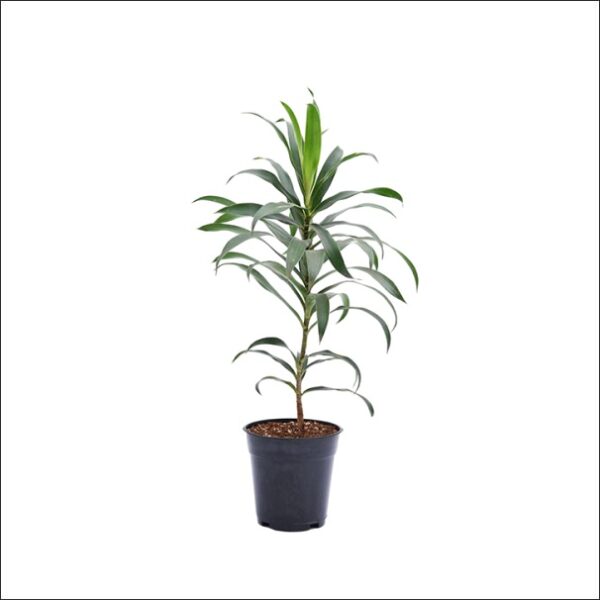 Yoidentity Dracaena Compacta Plant