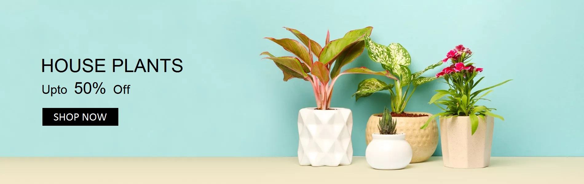 Yoidentity House Plants Online